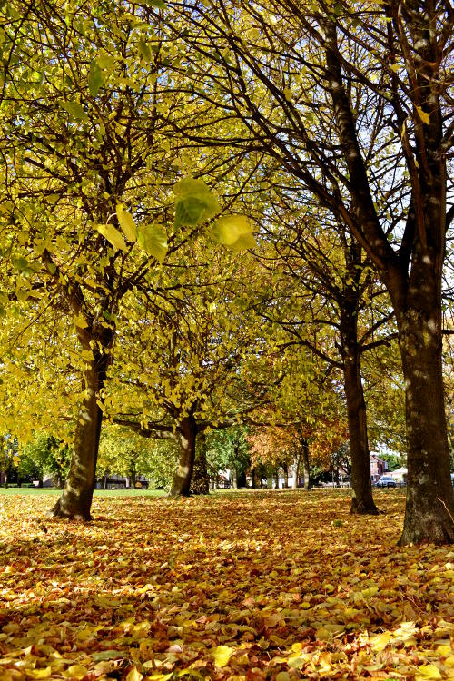 Two rows of trees with brown leaves on the ground between them