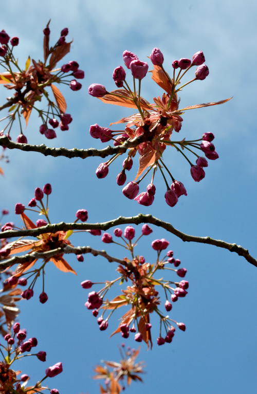 Circles of blossom on a tree