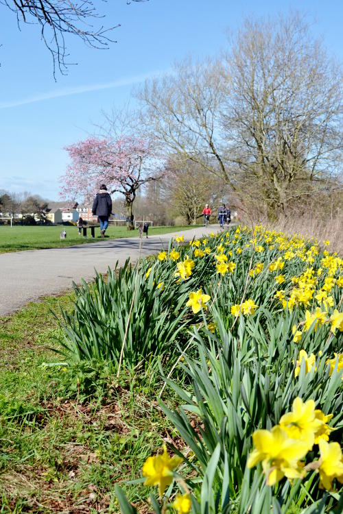 Daffodils by a cycle path