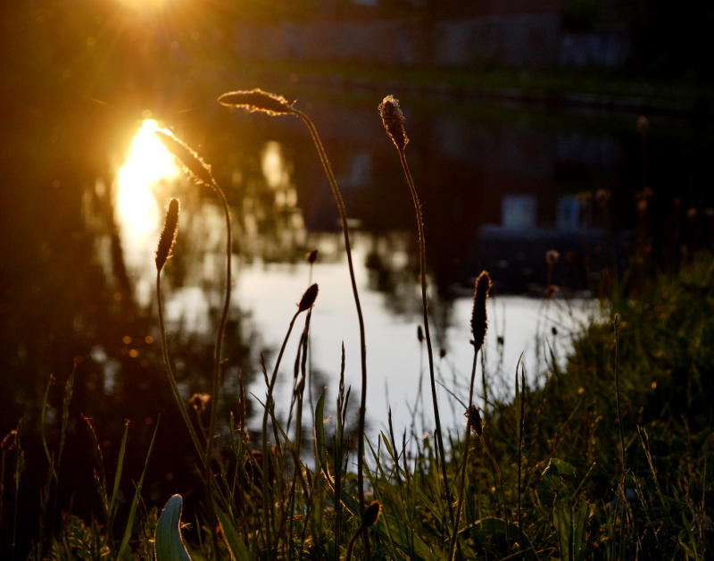 Grass silhouetted against a reflection of the setting sun in water