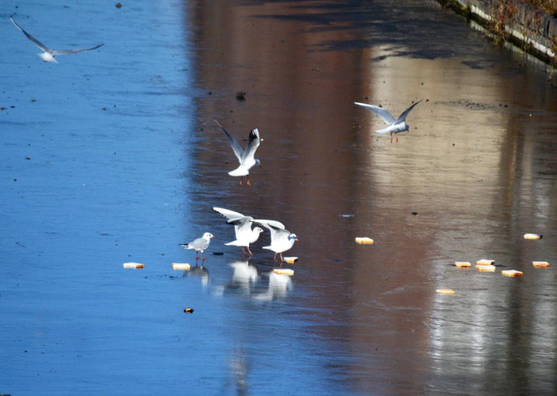 Birds on a frozen canal