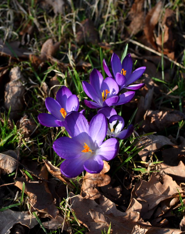 Purple spring flowers