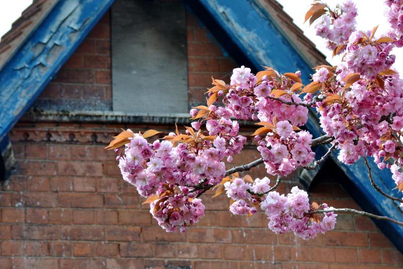 Pink blossom in front of an old building