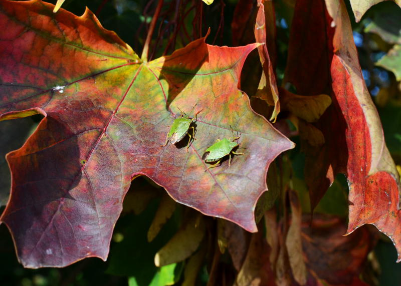 Insects on an autumn leaf