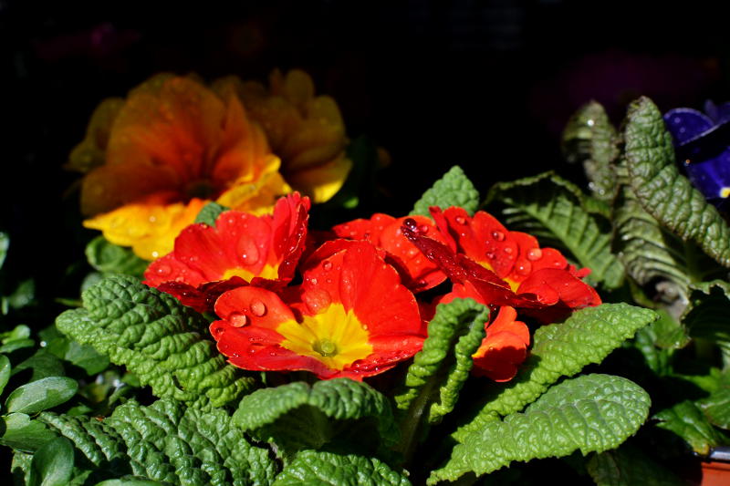 Red, wet flowers in sunshine