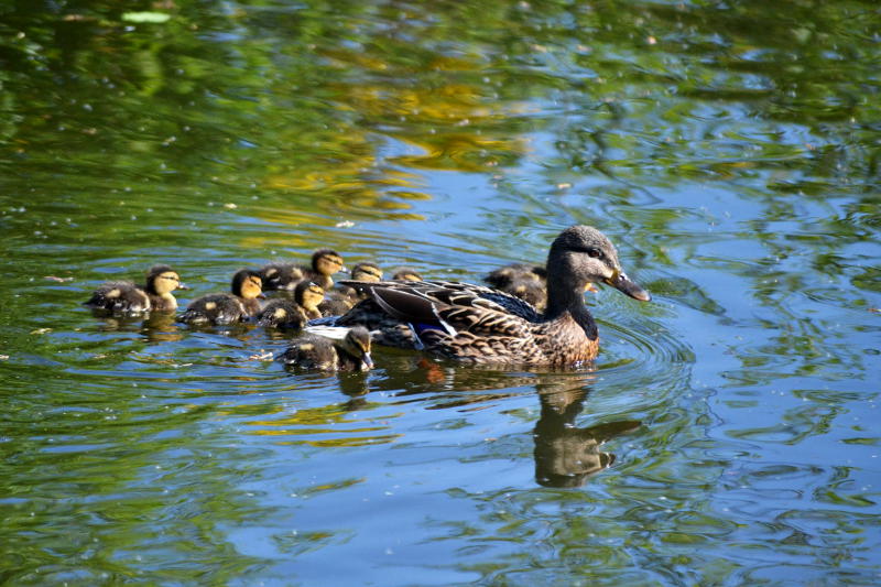 Ducklings on the canal near Selly Oak