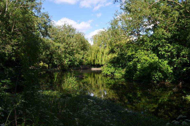 A large pond surrounded by trees