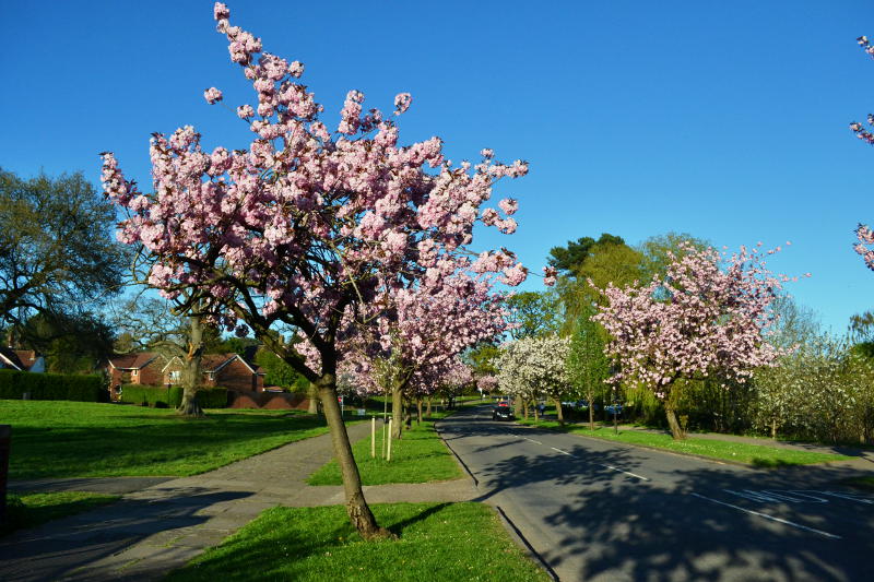 Cherry bloosom on trees by an empty road