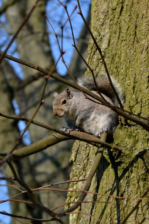 A squirrel up a tree