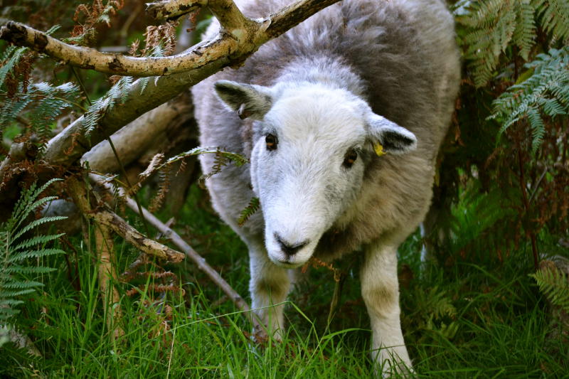 A Herdwick sheep