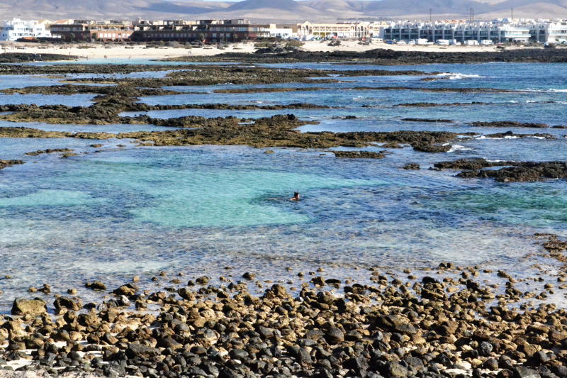 A distant swimmer among shallow rock pools