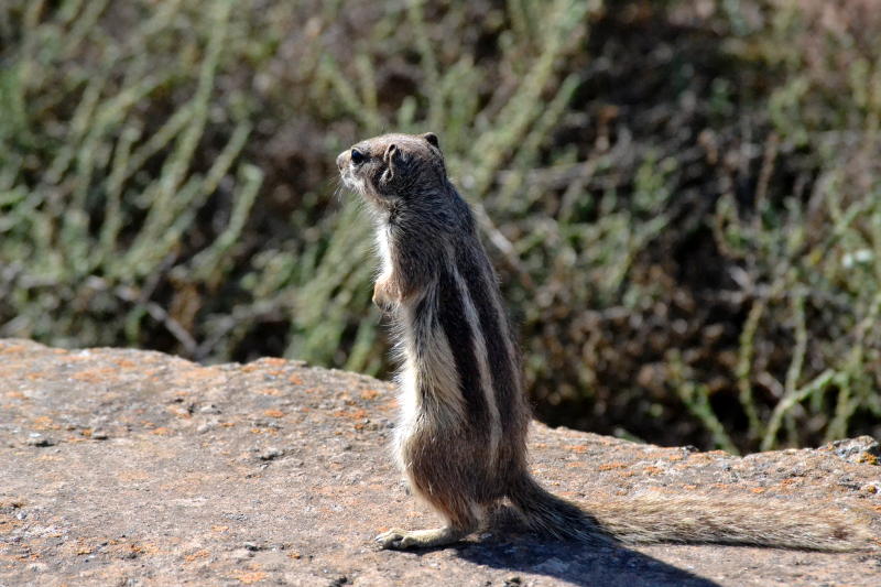 Barbary Ground Squirrel, similar to a chipmunk