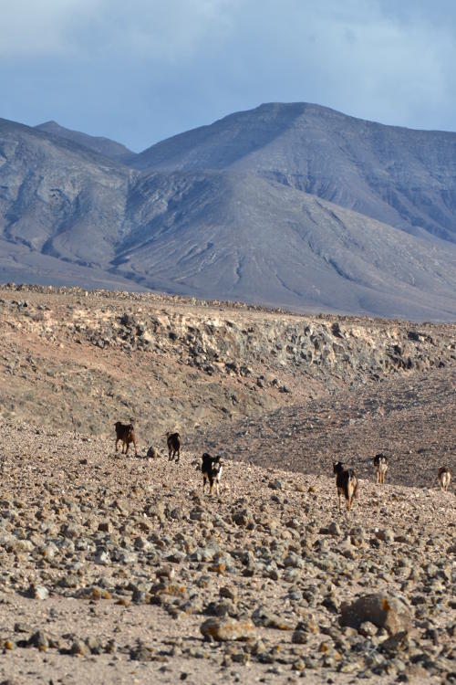 Goats on a rocky path