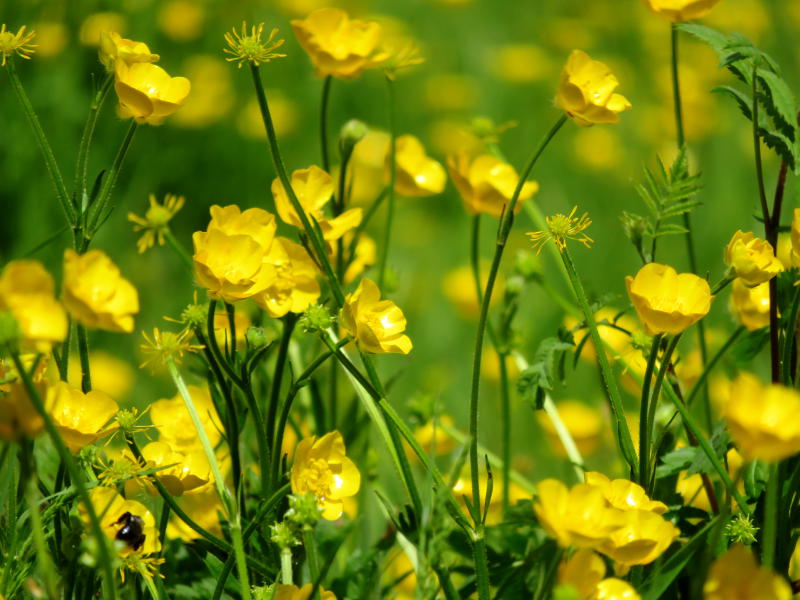 A field of buttercups