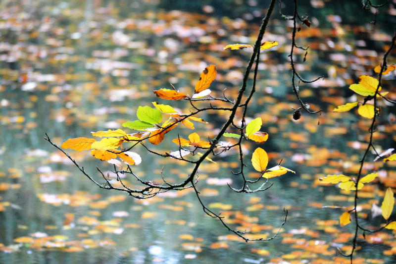 Autumn leaves on a tree