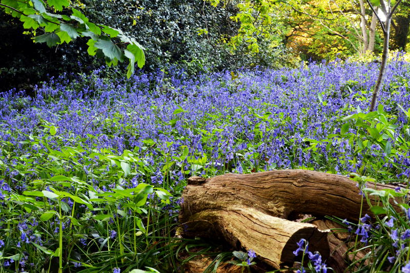 A patch of bluebells