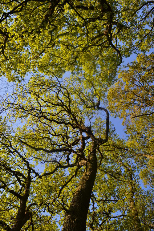 Looking up through trees into a blue sky