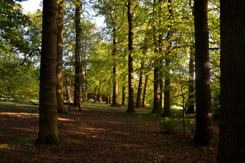 Woodland in sunshine