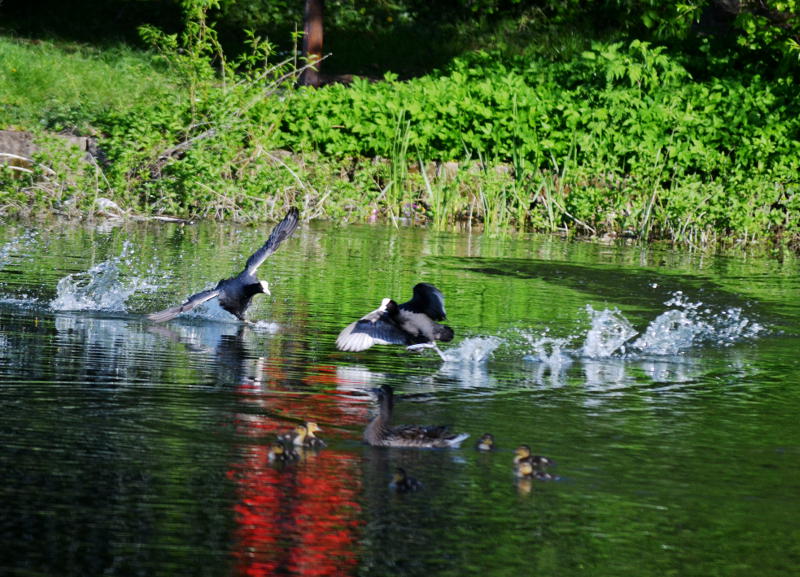 Coots flying in to land on Lifford Reservoir