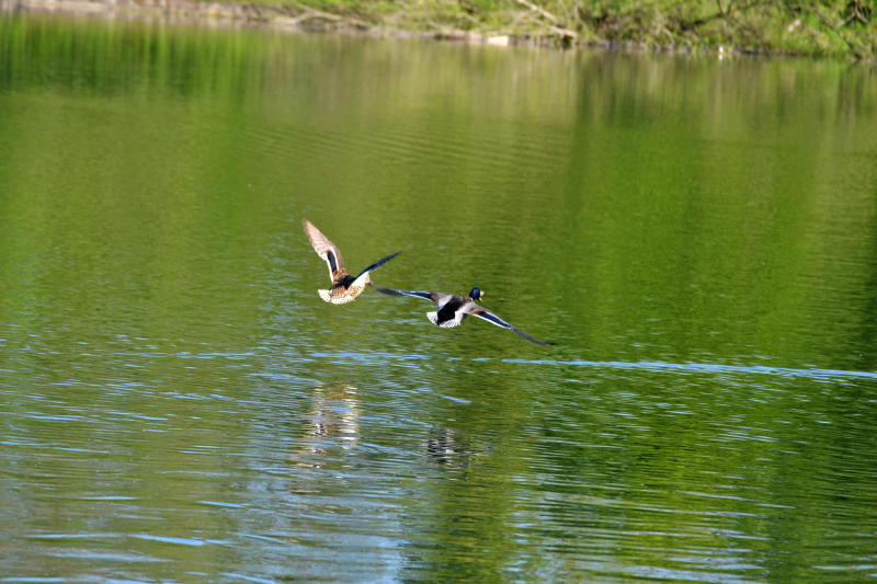 Ducks taking off at Lifford Reservoir