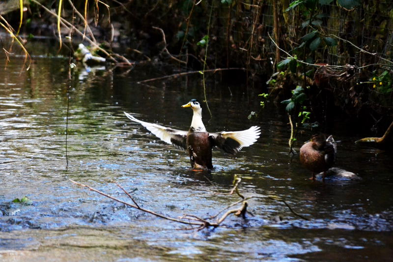 Duck flapping its wings on a river