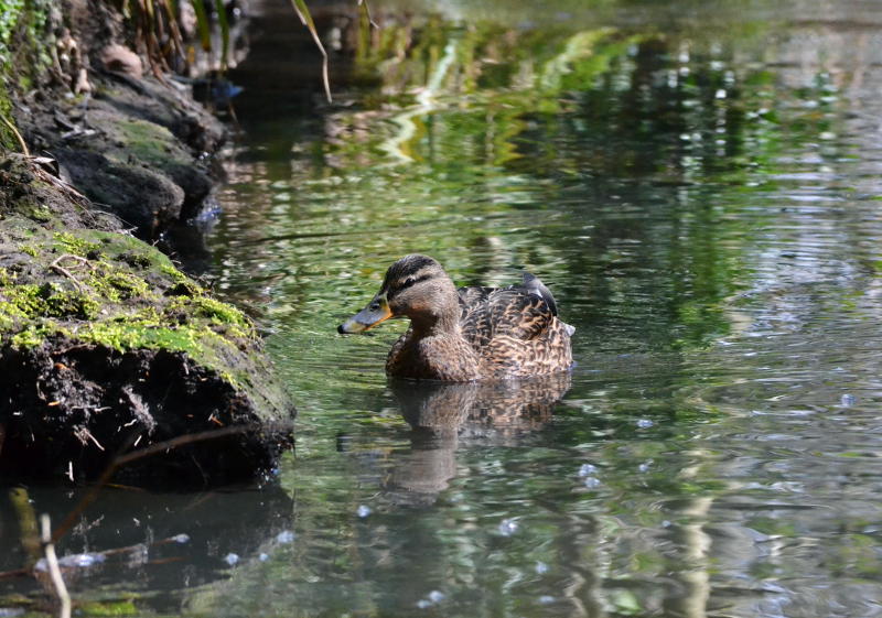 A duck on the River Bourn