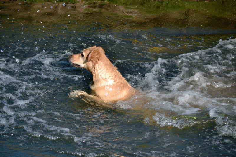 A dog swimming in the River Rea