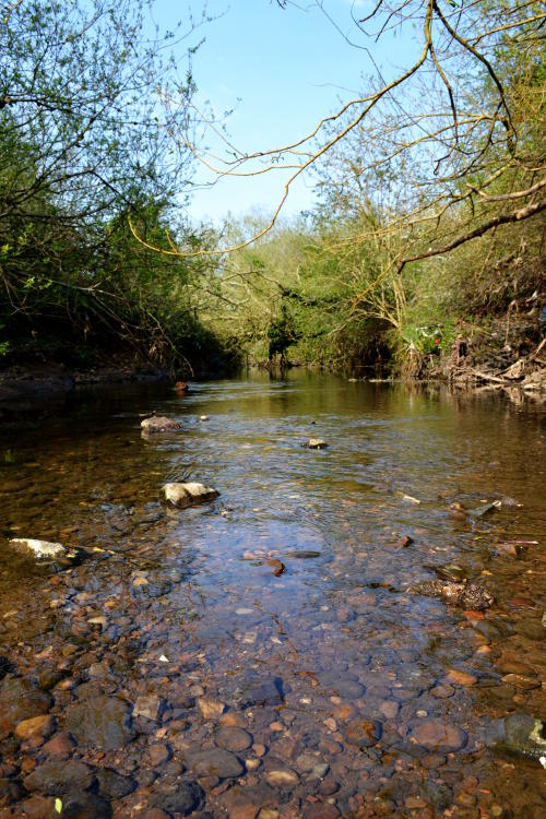 A stony river bed among trees