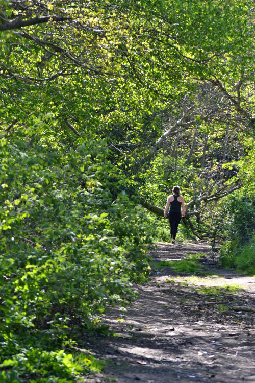 A walker on a path through woodland