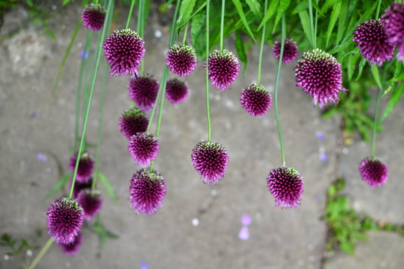 Purple onion flowers