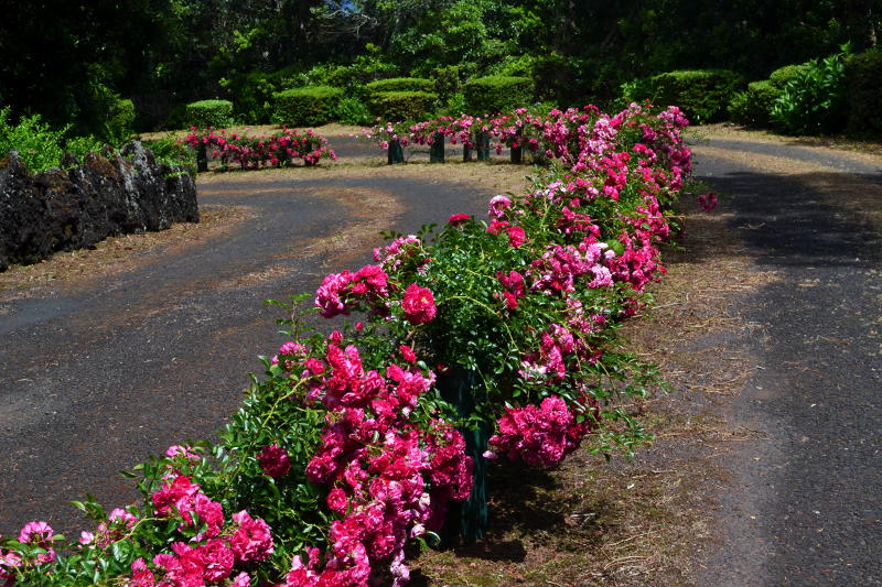 Pink flowers forming a central reservation on a quiet road