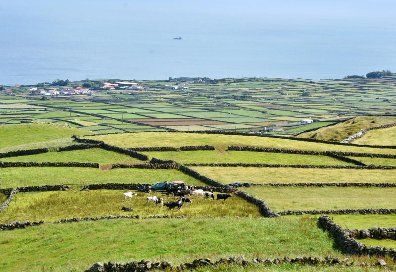 View across fields, one of which has cows grazing