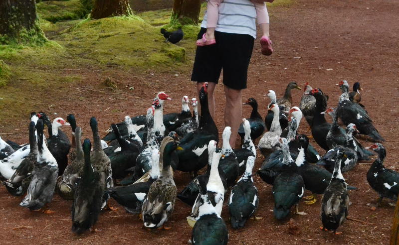 Wildfowl following an adult who is giving someone else a piggy-back