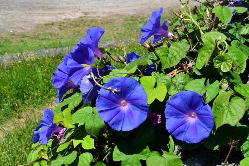 Pink and purple flowers and plants covering a stone wall