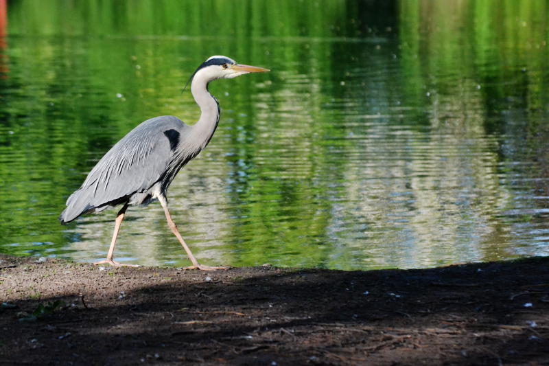 A heron standing by a lake with trees reflected in the water