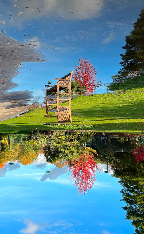Image of a bench and trees in sunshine, with reflection in water
