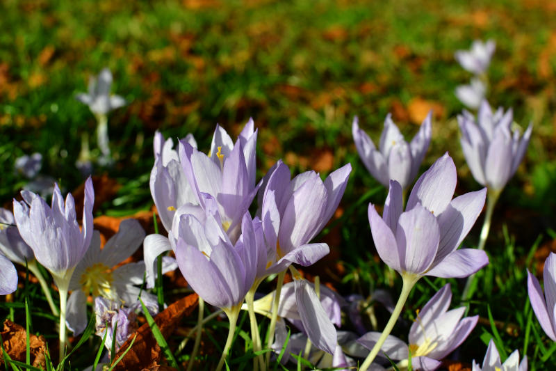 Pale purple crocuses