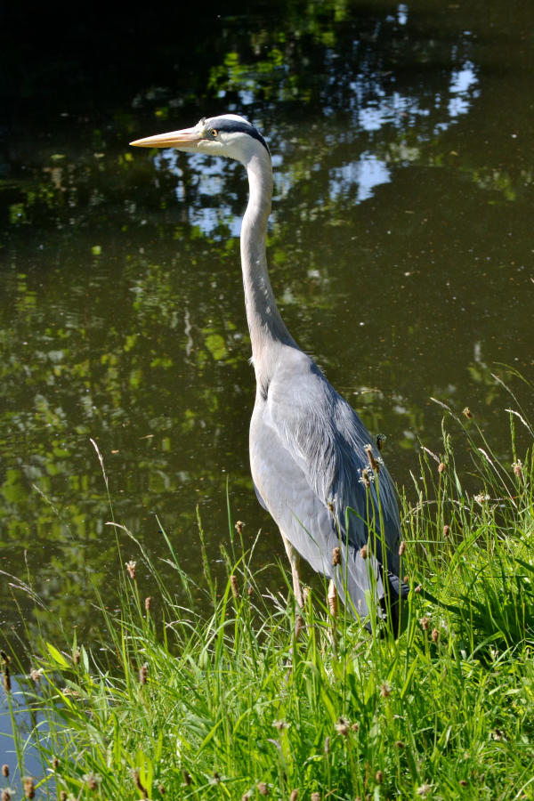 A grey heron standing upright in long grass next to a canal