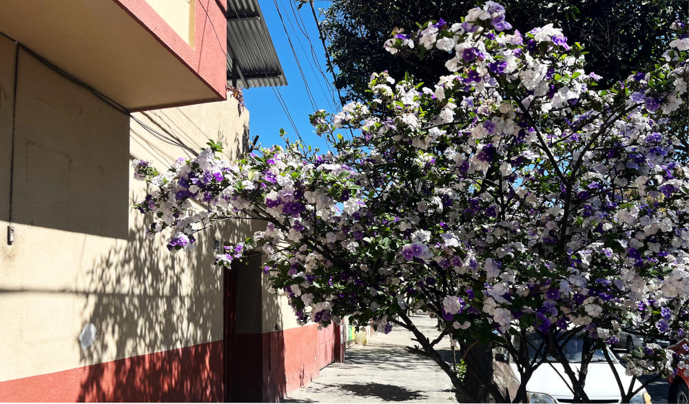 In a city street, a tree with white and purple flowers