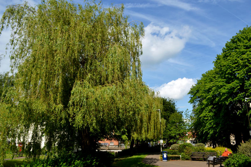 A huge weeping willow tree among other trees and bushes with a path through the middle