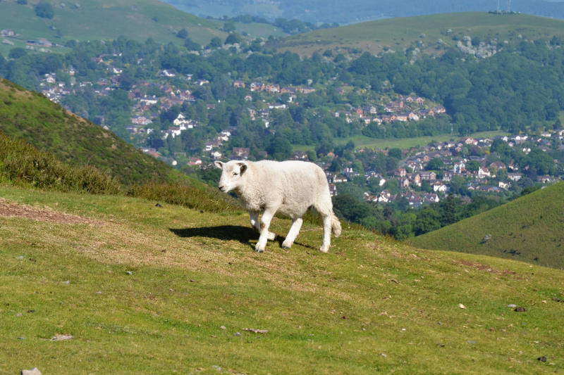 A sheep on a hillside with view of the town below