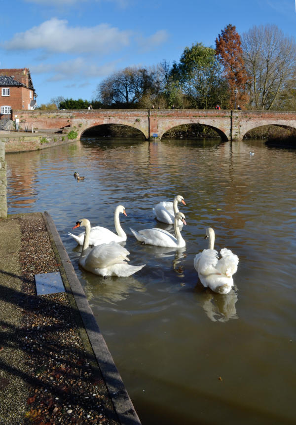 Swans on a wide river, with a brick multi-span arch bridge in the background
