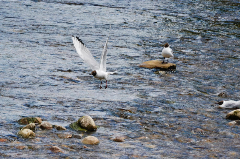 Gulls flying and standing on stones in a river
