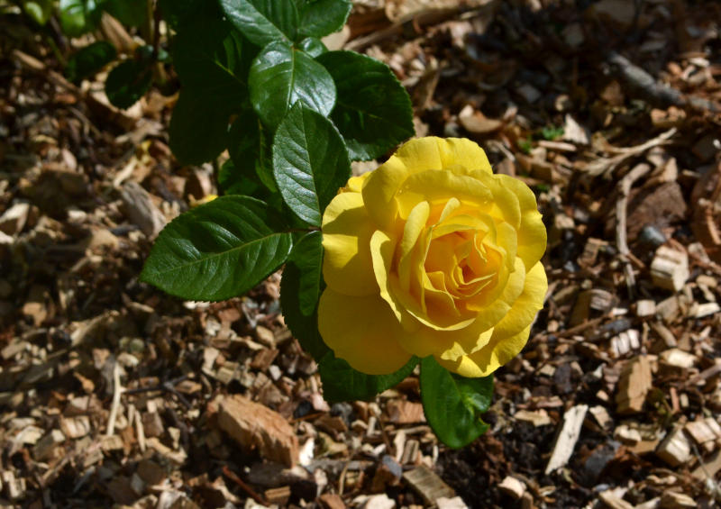 Close-up of a yellow flower with the ground, covered by wood chip, in the background