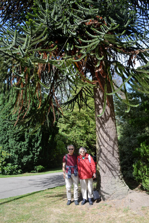Phil and Miriam standing by the trunk of a tall, exotic tree