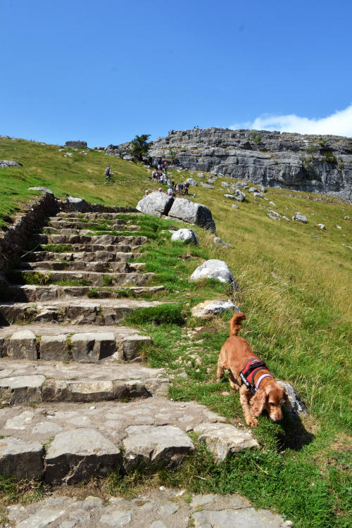 View up stone steps on a grassy bank with a cliff face at the top