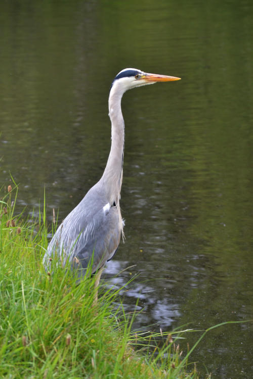 A heron standing on a canal bank, looking right across the water