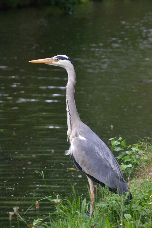 A heron standing on a canal bank, looking left across the water