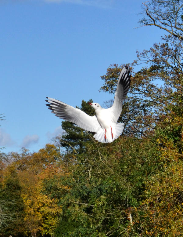 A gull flying into view, wings outstretched, with trees and sky in the background