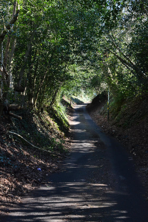 A narrow, sunken road with trees on each side and arching overhead
